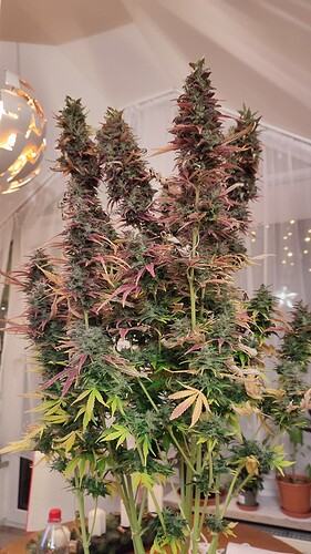 Growreport Bild 2