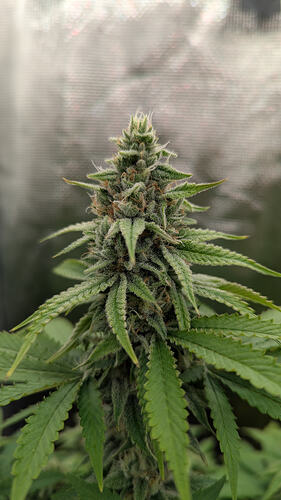 Eine einzelne, dichte Cannabis-Blüte in der späten Blütephase, bedeckt mit Trichomen, mit grünen Blättern, die sich nach außen erstrecken. Der Hintergrund ist unscharf und zeigt eine reflektierende Oberfläche, wahrscheinlich eine Growbox.