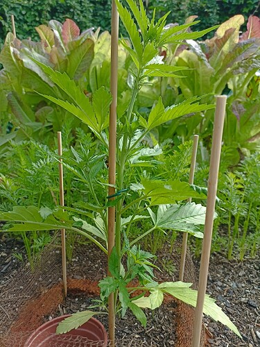 WhatsApp Bild 2025-06-25 um 18.04.07_788bdab6