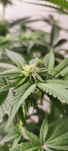 Growreport Bild 3