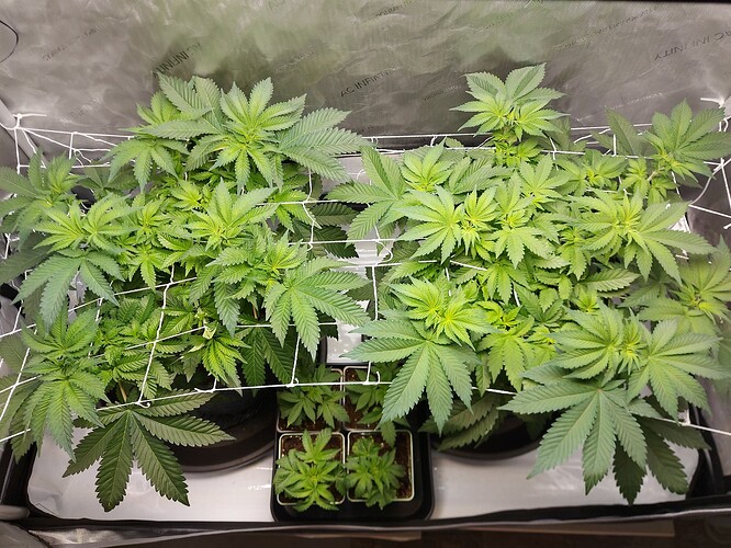 Growreport Bild 1