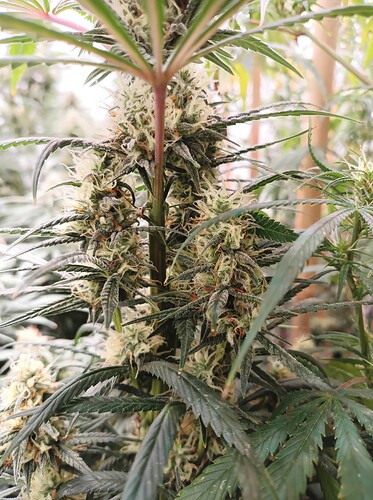 Growreport Bild 26