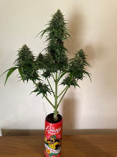 Growreport Bild 1