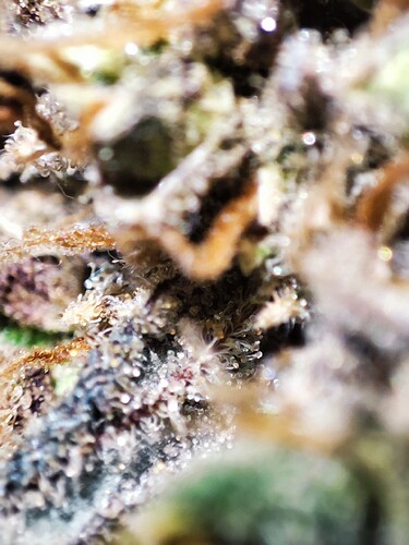 Growreport Bild 48