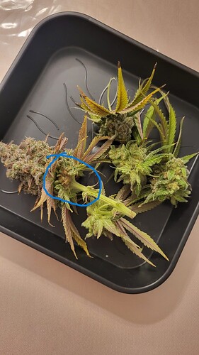 Growreport Bild 7