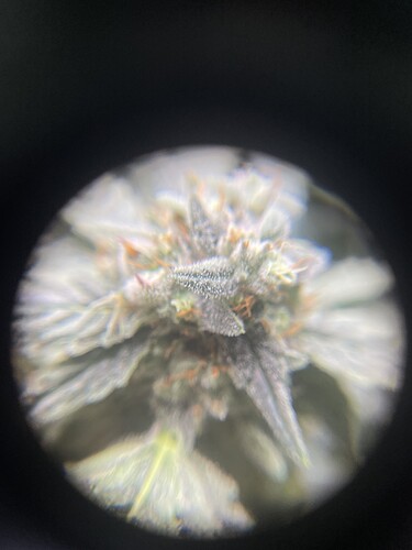 Growreport Bild 12