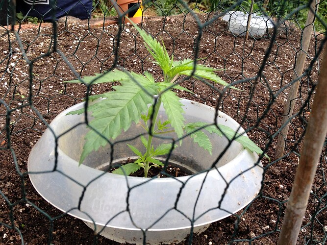 Growreport Bild 49