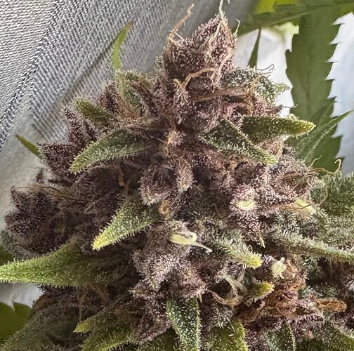 Growreport Bild 7