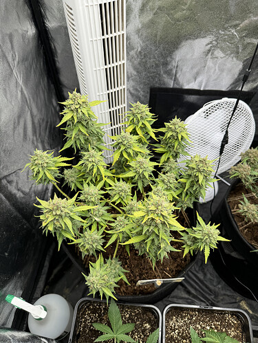 Growreport Bild 6