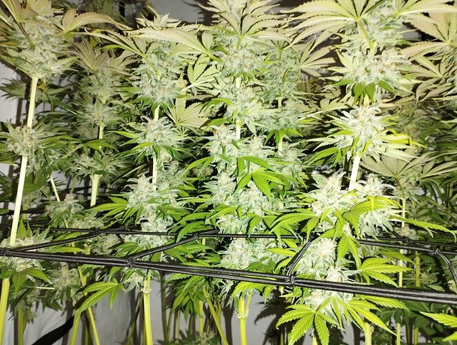 Growreport Bild 26