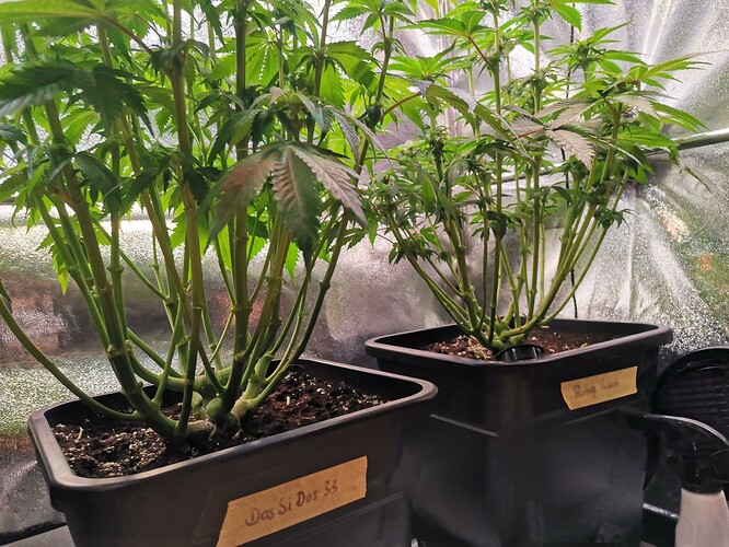 Mix grow BT20 (3)