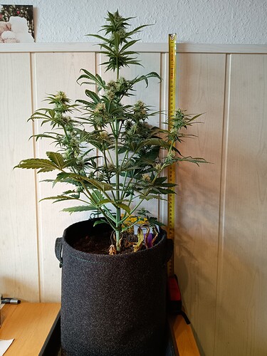 Growreport Bild 17