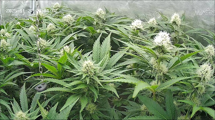 Growreport Bild 9