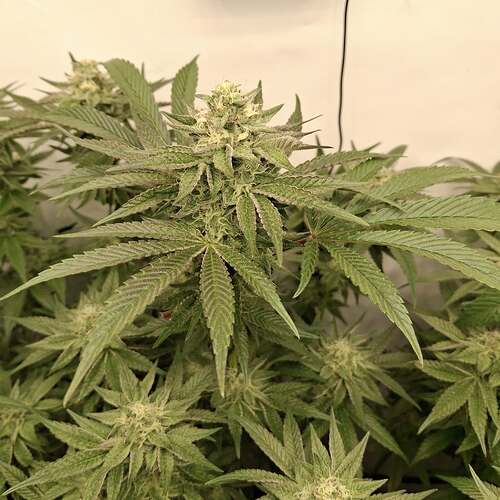 475495641_122167069892293599_2506545074840377309_n