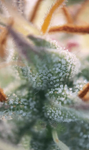 Trichome3