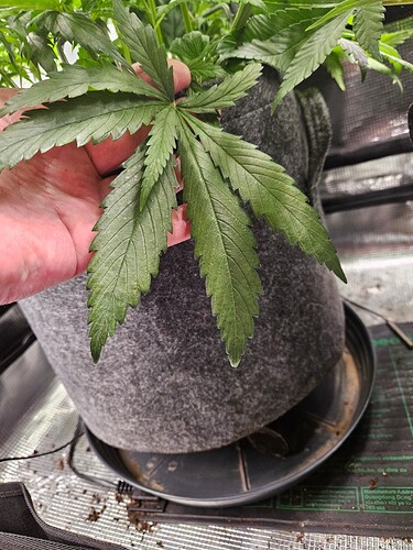 Growreport Bild 4