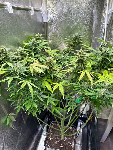 Growreport Bild 36
