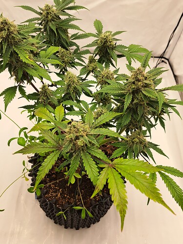 Growreport Bild 55