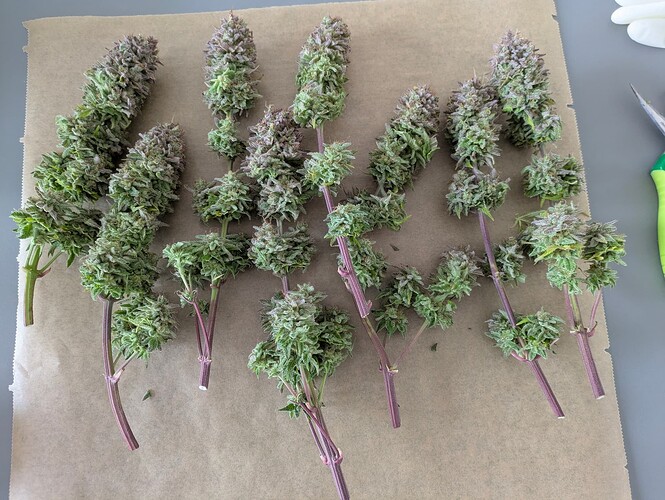 Growreport Bild 3