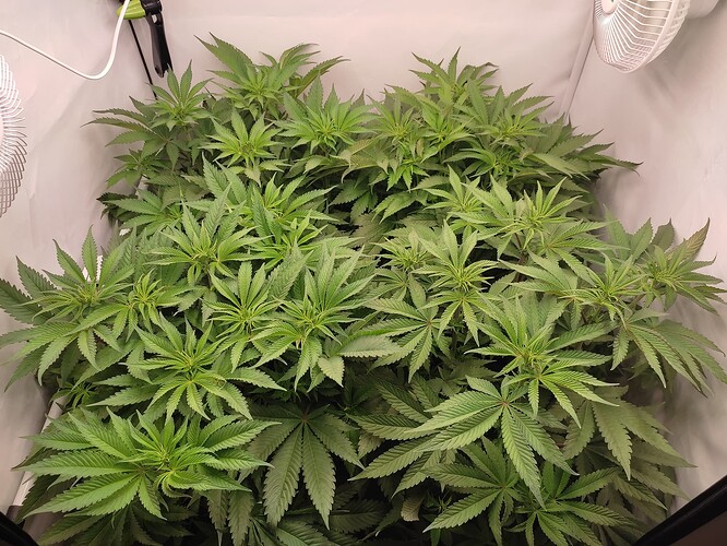 Growreport Bild 13