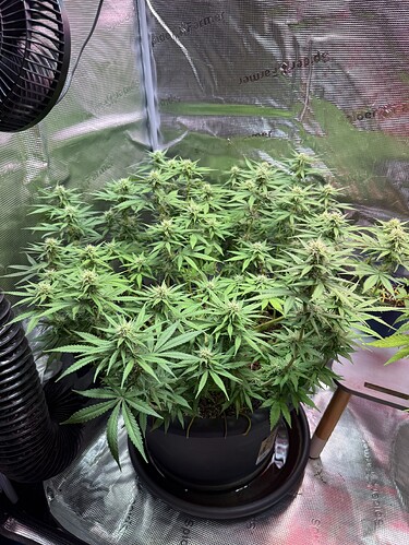 Growreport Bild 4