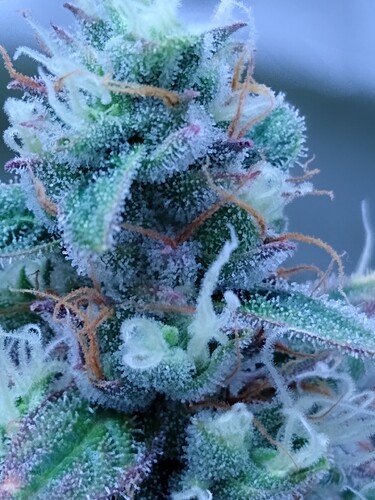 IMG_20240613_125759654