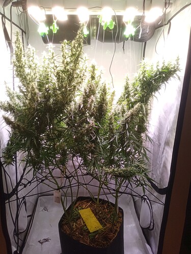 Growreport Bild 1