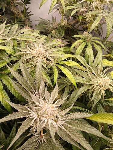 Growreport Bild 3