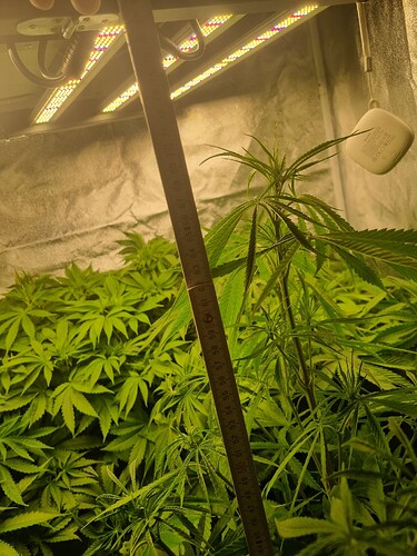 Eine Cannabis-Pflanze wird mit einem Maßband gemessen, das von oben herabhängt. Im Hintergrund sind viele weitere Pflanzen zu sehen.