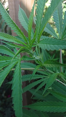 Growreport Bild 8
