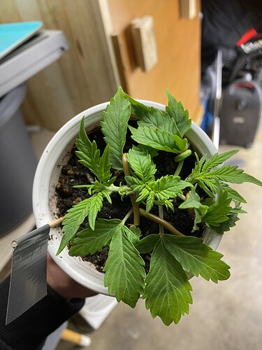 Growreport Bild 41