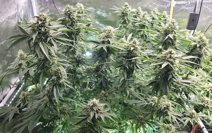 Growreport Bild 15