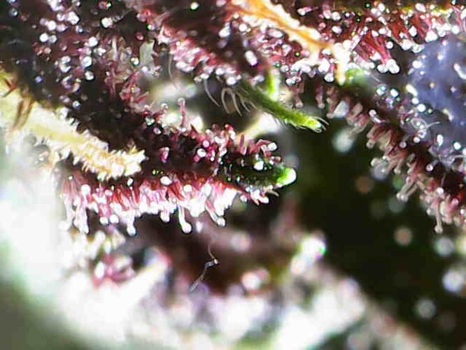 Growreport Bild 3