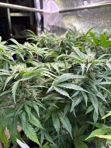 Growreport Bild 34