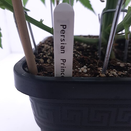 Growreport Bild 13