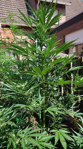 Growreport Bild 5