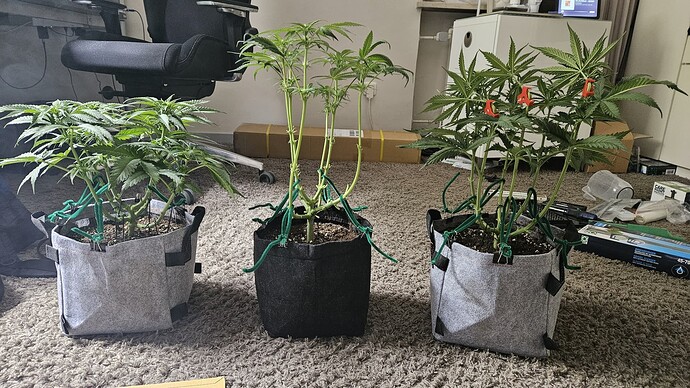 Growreport Bild 45