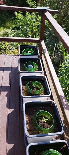 Growreport Bild 5