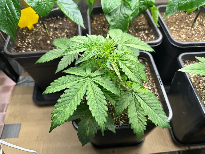 Growreport Bild 17