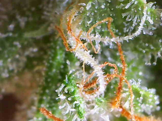 Growreport Bild 9
