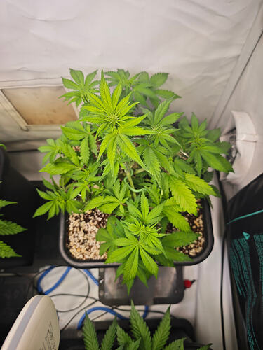 Growreport Bild 2