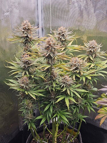 Growreport Bild 12