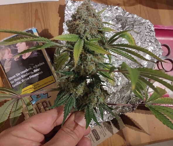 Growreport Bild 31