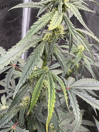 Growreport Bild 13