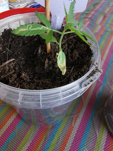 Growreport Bild 8