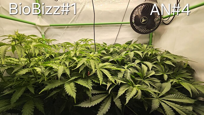 Growreport Bild 9