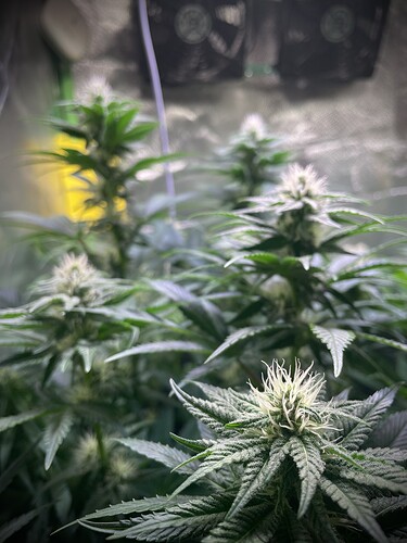 Growreport Bild 9