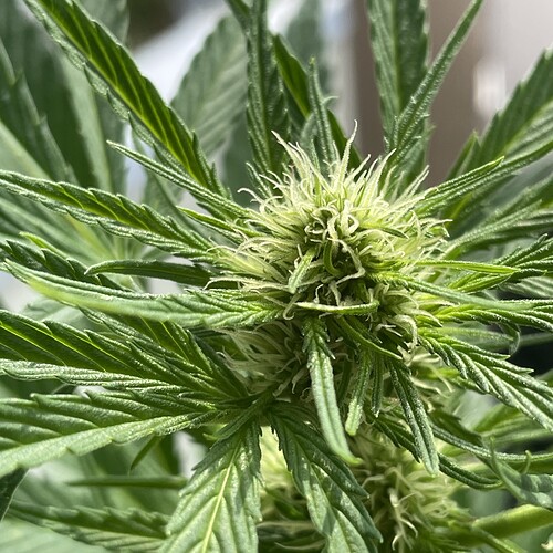 Growreport Bild 7