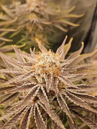 Growreport Bild 31