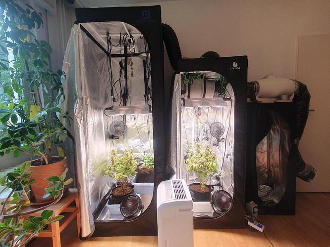 3Zelte_B_2025-07-09-152126_005